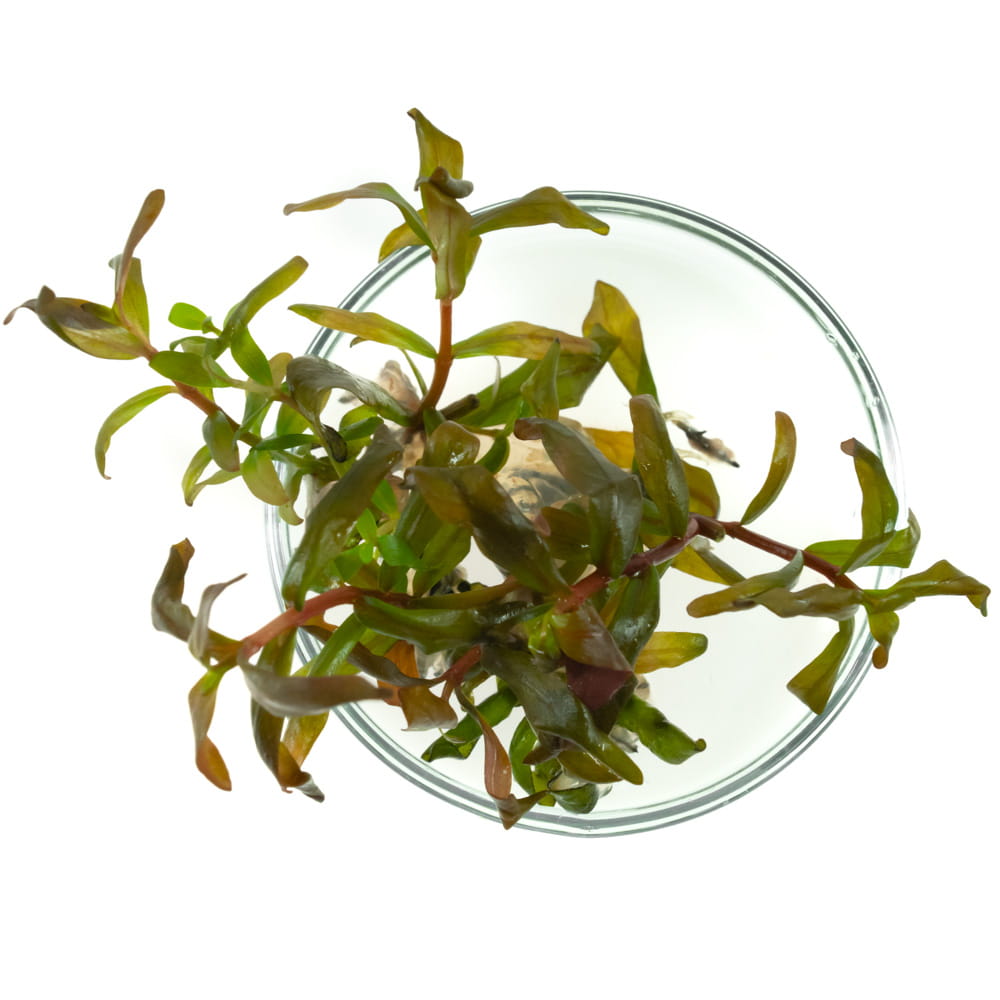 Ammania gracilis in vitro porcja